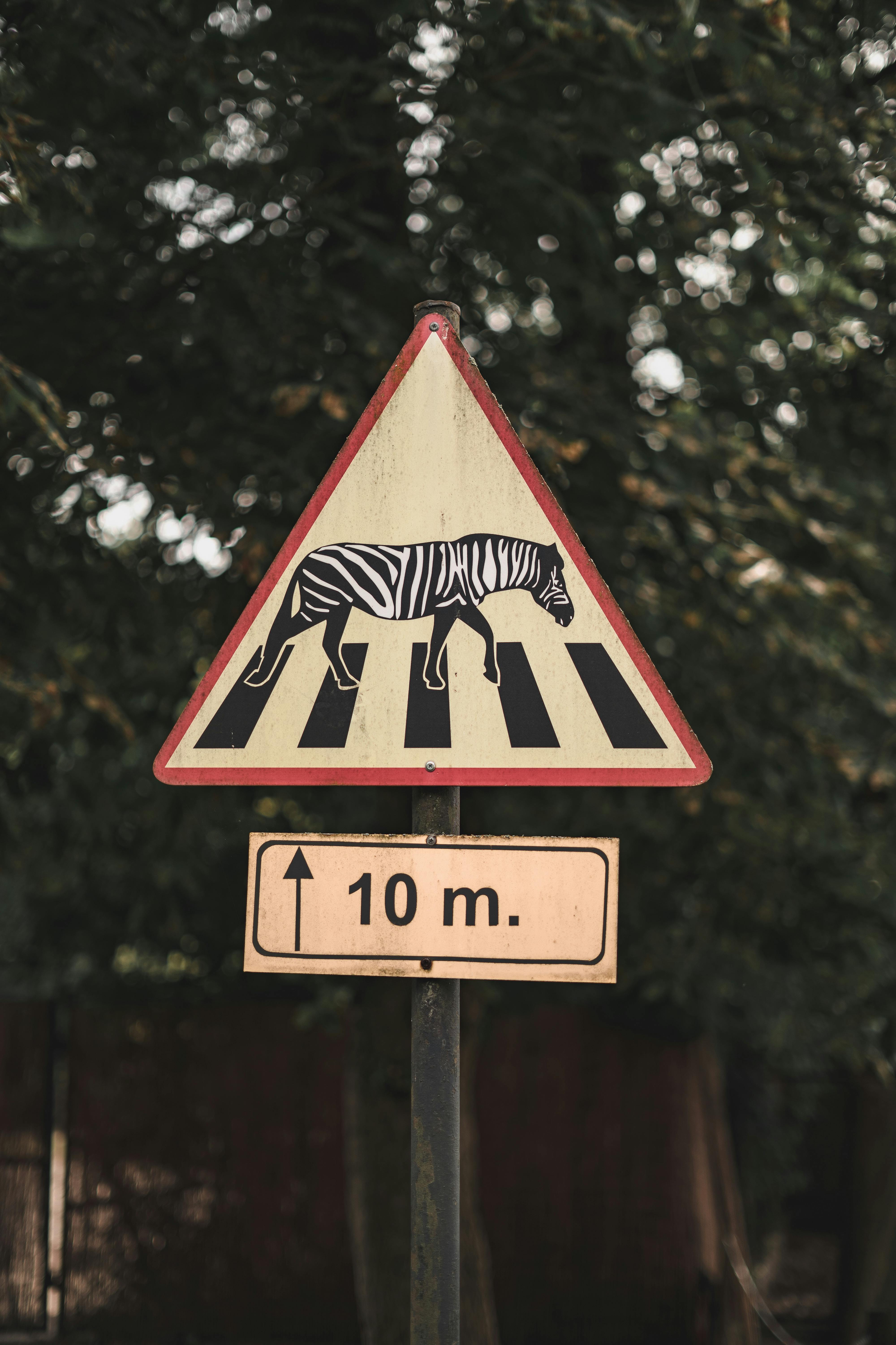 zebra xing